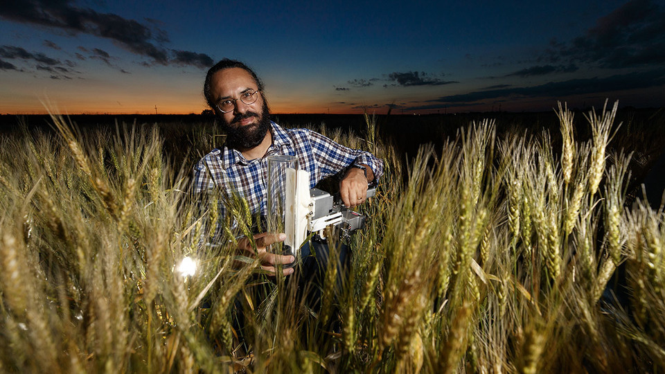 New research from the University of Nebraska–Lincoln has led to the discovery of a novel gene that improves drought adaptation in wheat — a breakthrough that could contribute to increased world food security.